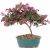 10″ Brussel’s Fringe Flower Medium Bonsai $17.40 + Free Shipping w/ Walmart+ or on $35+